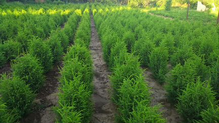 Саженцы туя, можжевельник