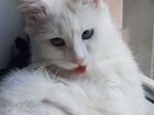 Котик глухой турецкой ангоры объявление продам