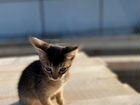 Абиссинские котята объявление продам
