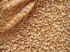 Зерно пшеница ячмень объявление продам
