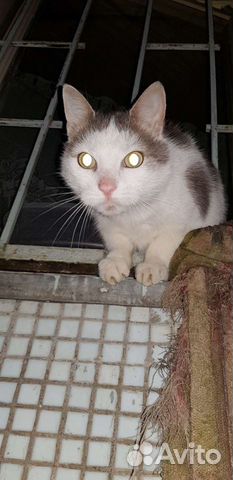 Кот сиротинушка Кузя-хозяин умер-кот брошен