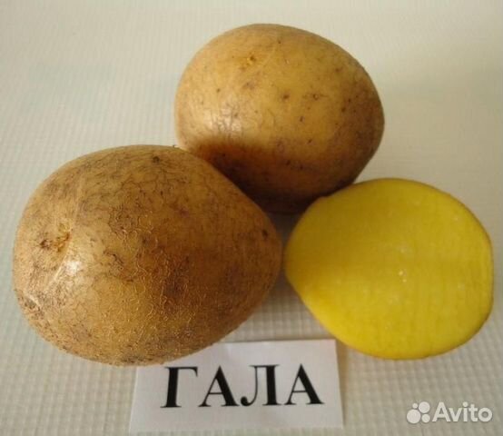 Семенной картофель Гала