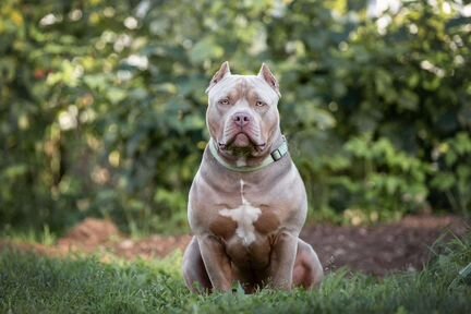 Американский булли вязка