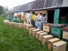 Пчелопакеты и пчелосемьи 2022 год