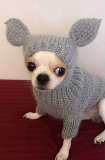 Одежда для кошки или маленькой собаки