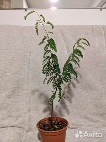 Комнатные домашние растения