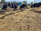 Коровы и телки стельные объявление продам
