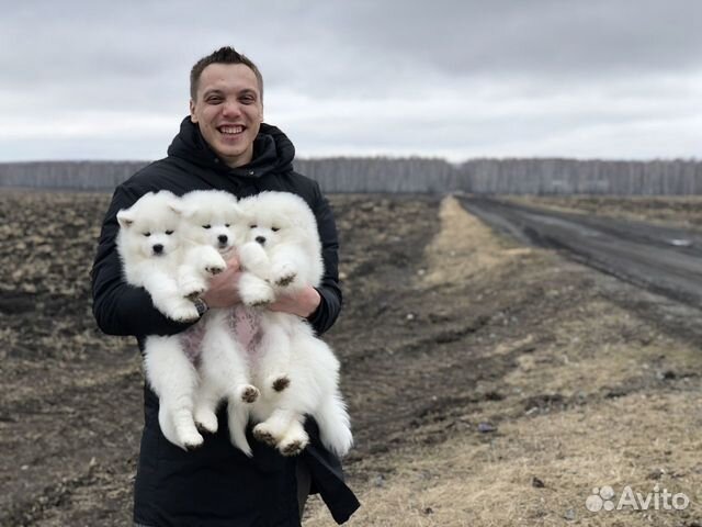 Щенки самоеда с документами РКФ