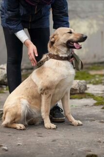 Собаки бесплатно в добрые руки