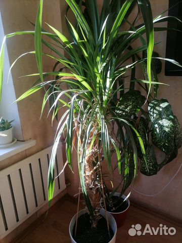 Пальма Панданус