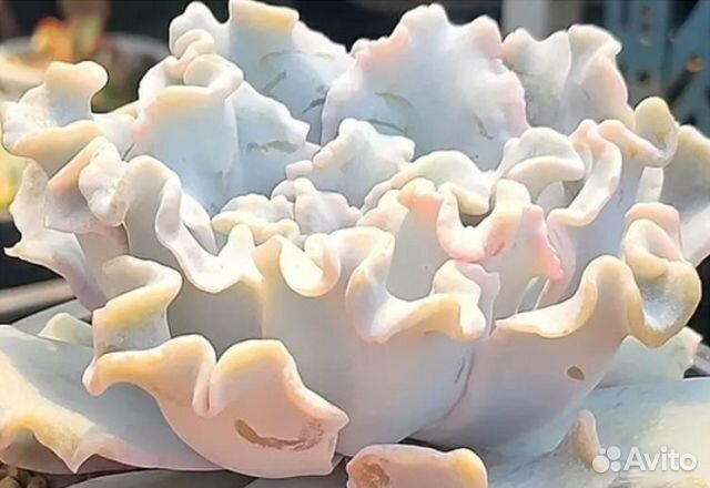 Суккуленты- листы суккулентов