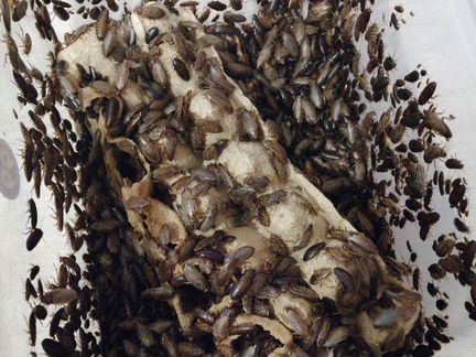 Мраморные тараканы