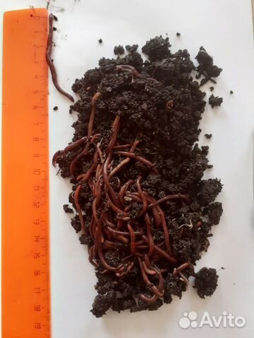 Червь старатель (навоз),червь дождевой для рыбалки