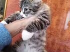 Сибирские пушистые котята в ответственные руки объявление продам