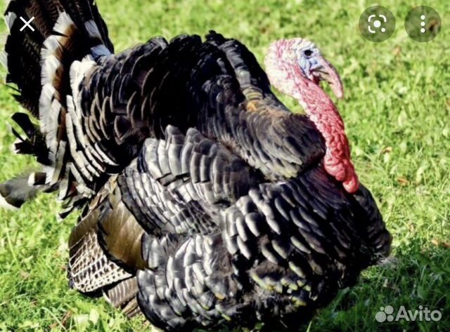 индюк бронза описание. индейка бронзовая широкогрудая bronze -708. бронза широкогрудая индейка. индейка бронзовая широкогрудая bronze -708. индюк американский широкогрудый.