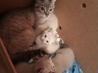 Тайские котята, родились 30 ноября объявление продам