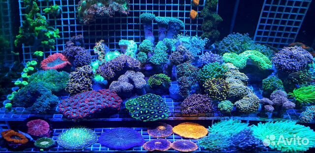 Морские кораллы и рыбы