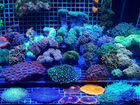 Морские кораллы объявление продам
