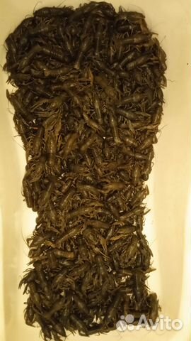 Живые и варёные раки Сотрудничество с рыбаками