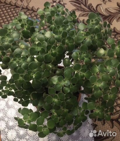 Аихризон дерево любви. Домашний цветок