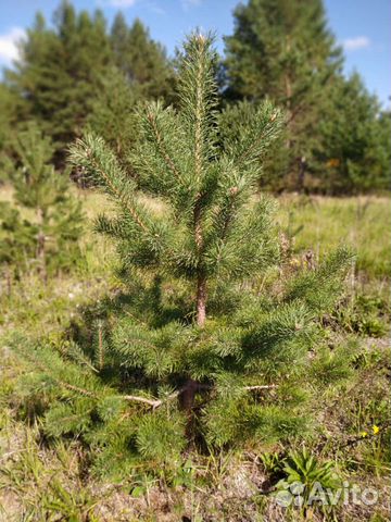 Саженцы сосна, ель