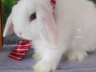 Крольчонок породный объявление продам