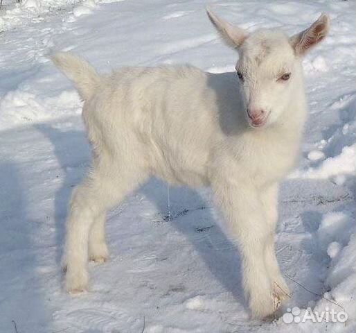 Козлик зааненский чистопородный