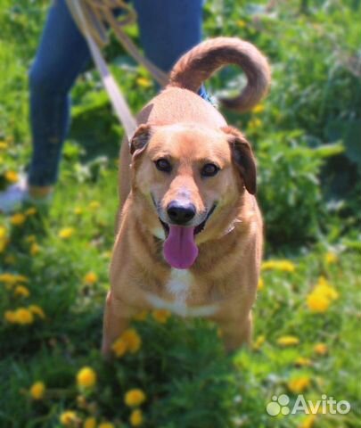 Флиппер из приюта ждет свою семью