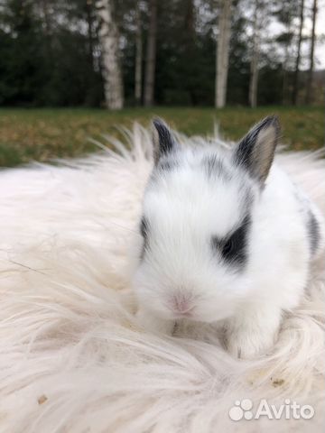 Карликовая бабочка декоративный кролик