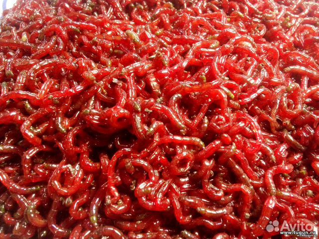 Мотыль,Опарыш, Червь