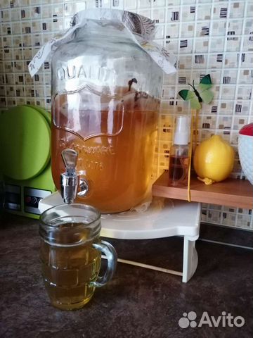 Чайный гриб - Медузомицет - Комбуча