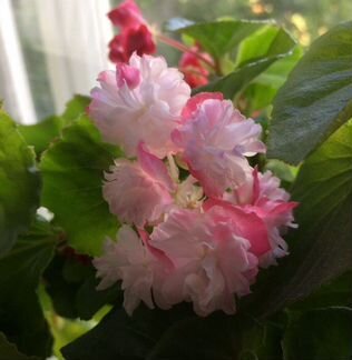 Бегония вечноцветущая