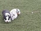 Собака Австралийская овчарка объявление продам