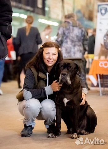 Передержка собак