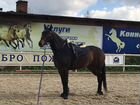 Лошадь в аренду объявление продам
