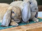 Кролики породы французский баран