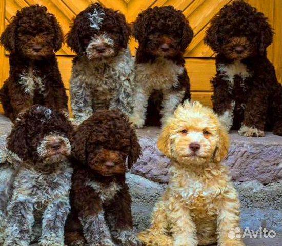 Щенки лаготто романьоло