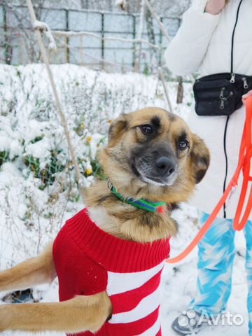 Сотварите новогоднее чудо-заберите меня из приюта
