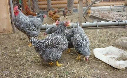 Куры молодки несушки доминант