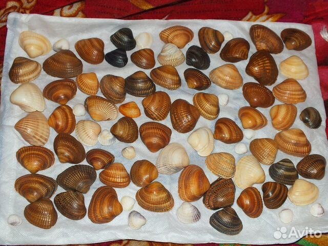 Ракушки морские из СССР цена большой рапан