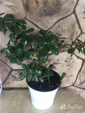 Денежное дерево