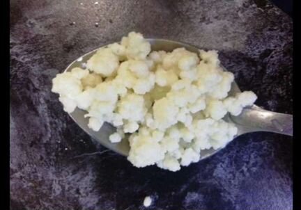 Тибетский молочный (кефирный) гриб