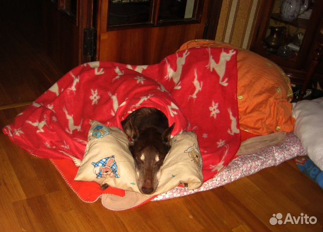 Домашняя передержка для собак м. Новослободская