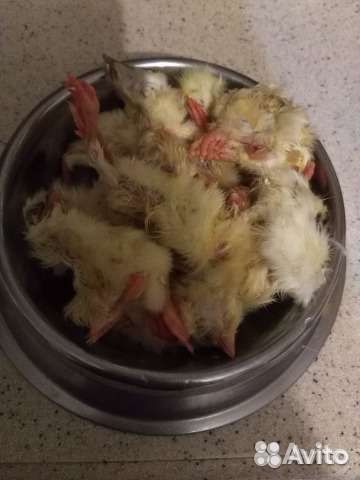Суточные цыплята,на корм животным