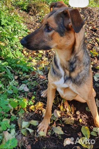 Метис немецкой овчарки в добрые руки