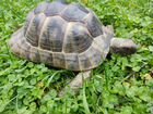 Черепаха (дата рожд.сентябрь 2015г)