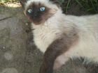 Сиамская кошка, девочка 4 месяца объявление продам