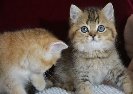 Золотые британчики