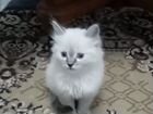 Котенок Невская маскарадная в г. Уяр объявление продам
