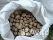 Картофель домашний